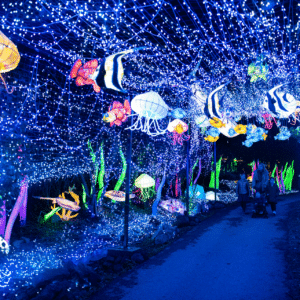 safari de peaugres spécial lumières sauvages